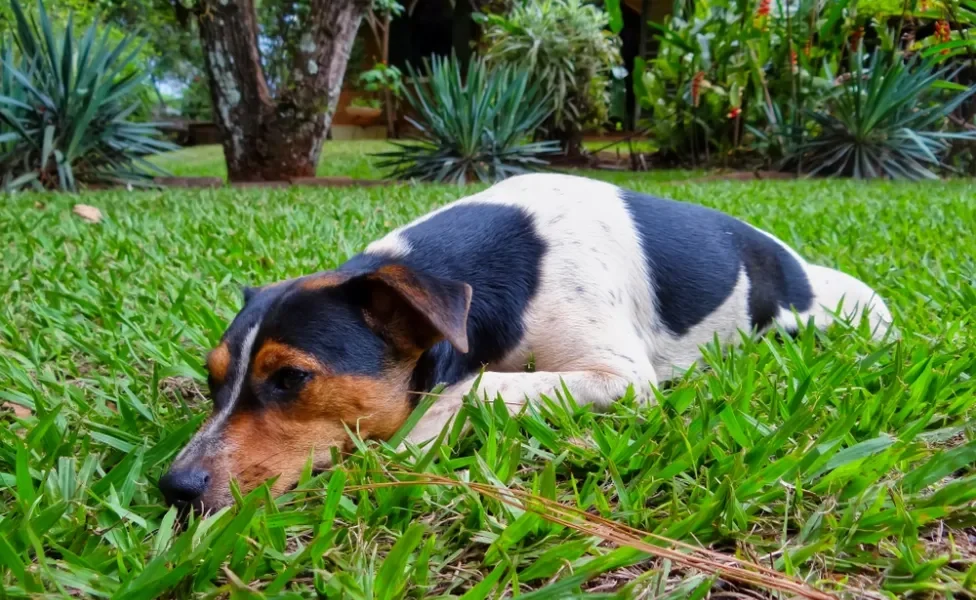 Fox Paulistinha deitado na grama