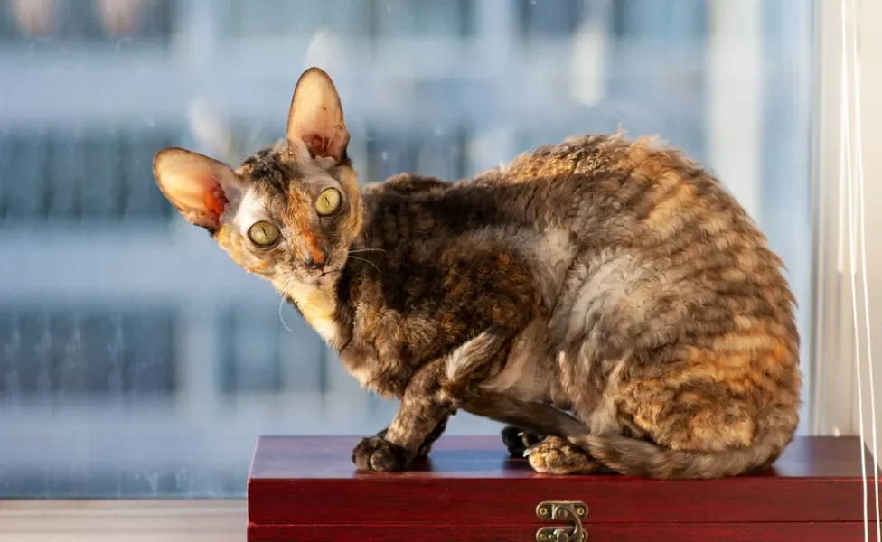 Gato escaminha Cornish Rex perto de janela