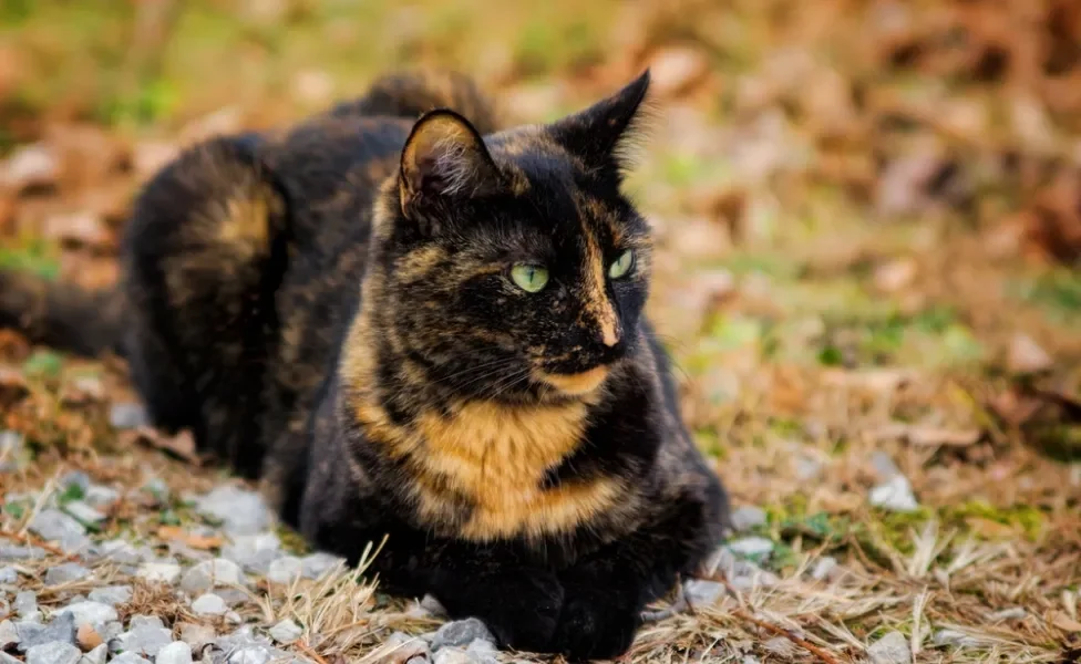 Gato escaminha vira-lata deitado na grama