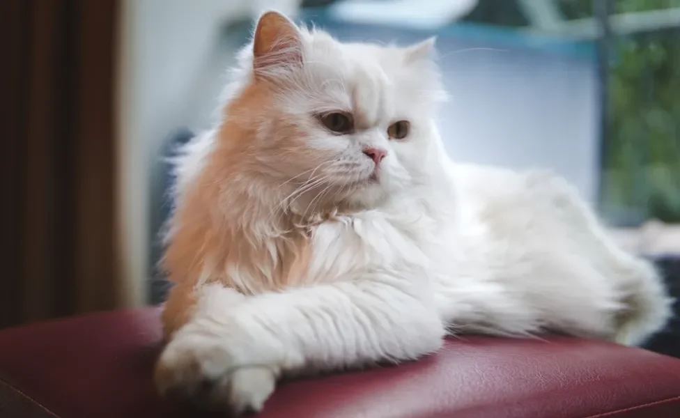 Gato Persa branco deitado em cima de sofá