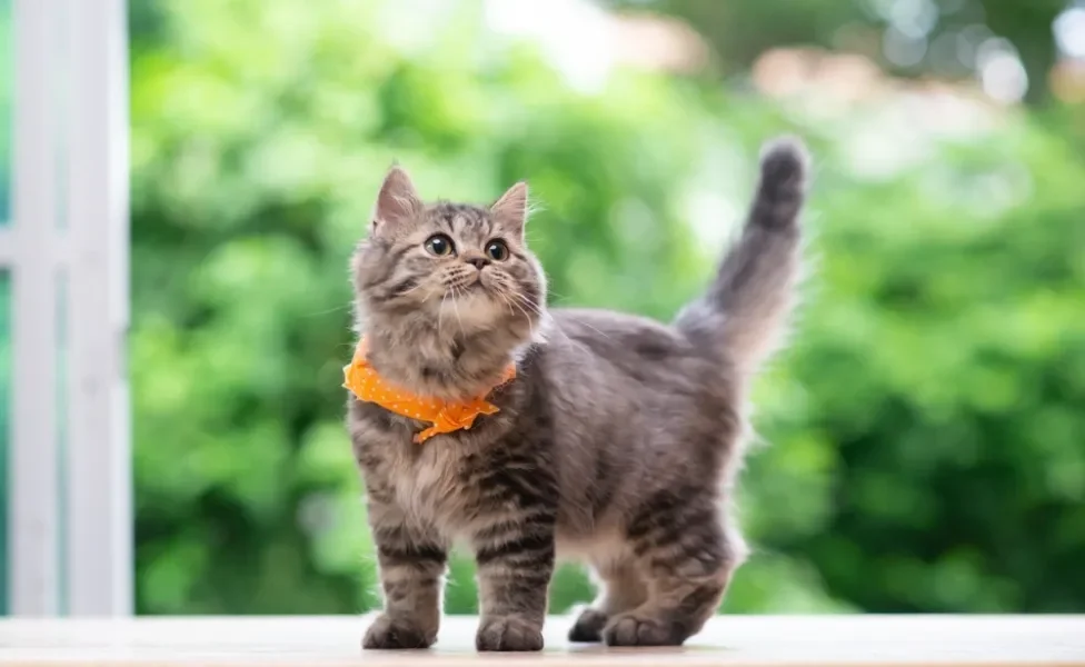 Gato Persa com coleira laranja passeando