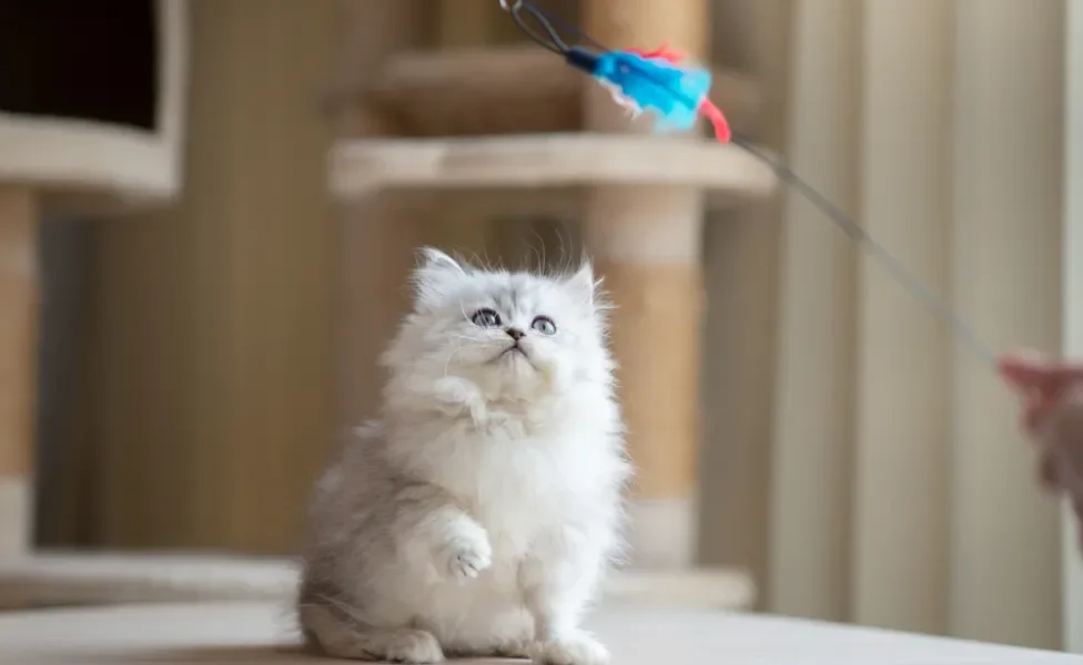 Gato Persa filhote brincando com varinha