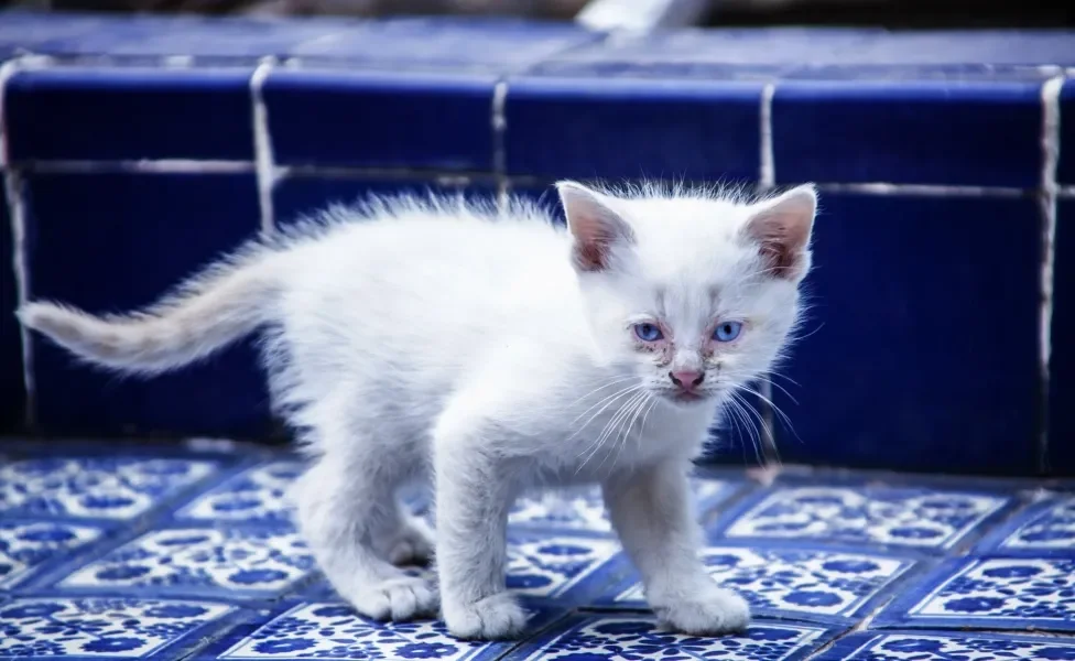 Gato Snowshoe filhote branquinho em pé