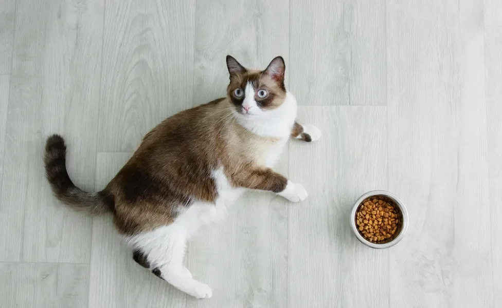 Gato Snowshoe adulto deitado perto de pote de ração