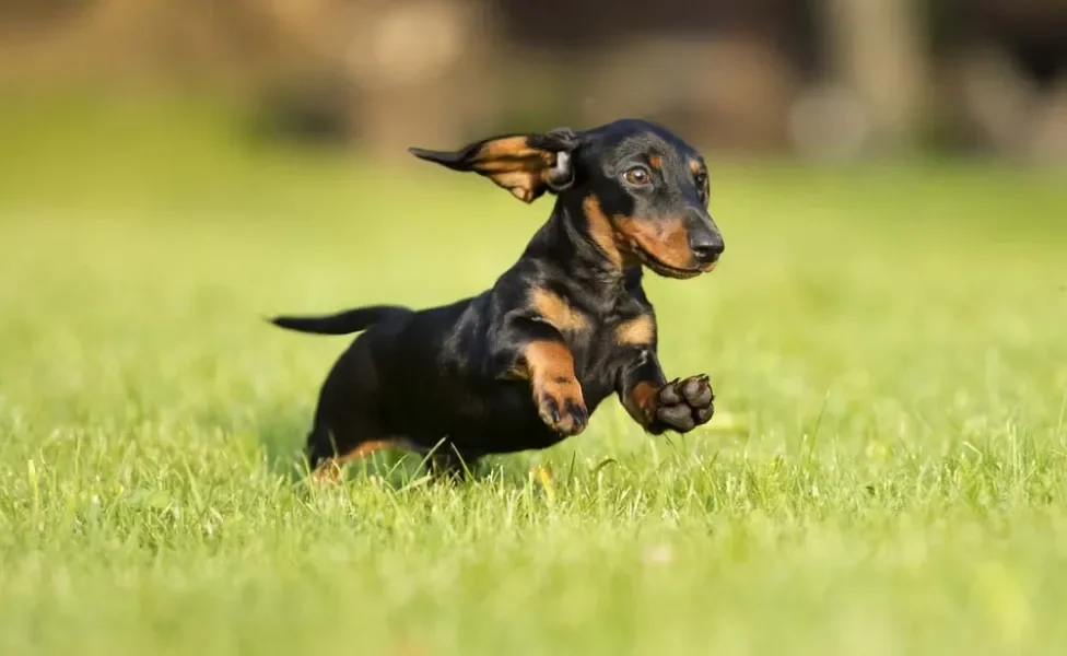 O Dachshund é outro cachorro pequeno, mas com orelhas longas e baixas