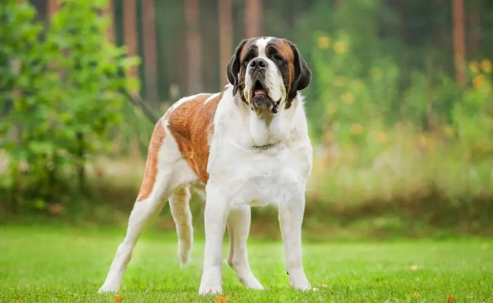 A raça de cachorro São Bernardo é considerada gigante, com orelhas mais baixas