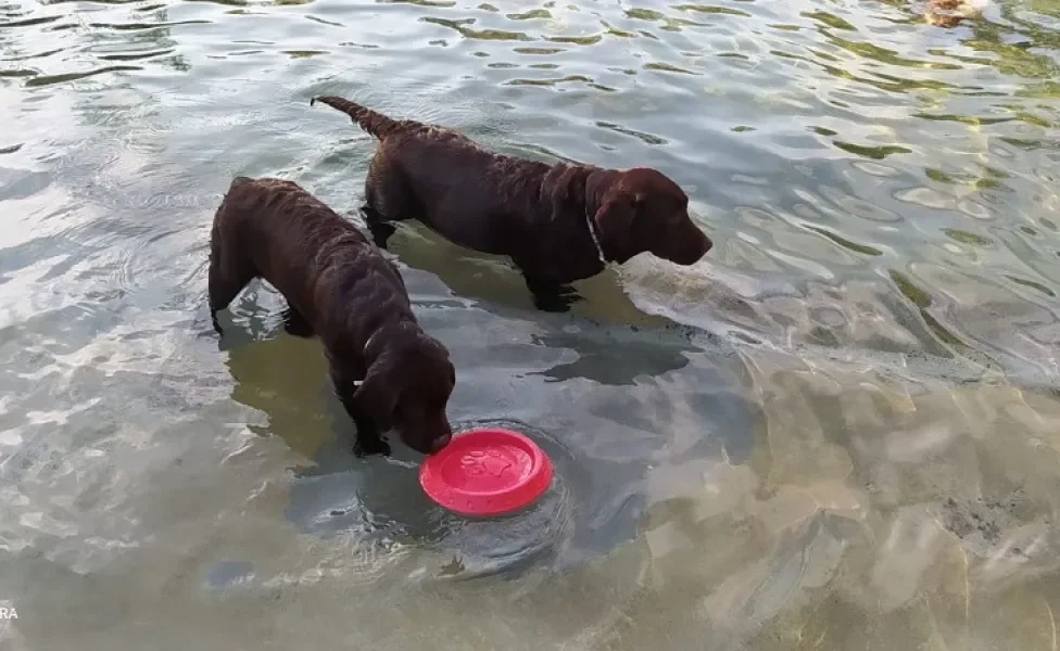 Hotel pet friendly: a Joana e o Zuzu também adoram viajar e brincar na água