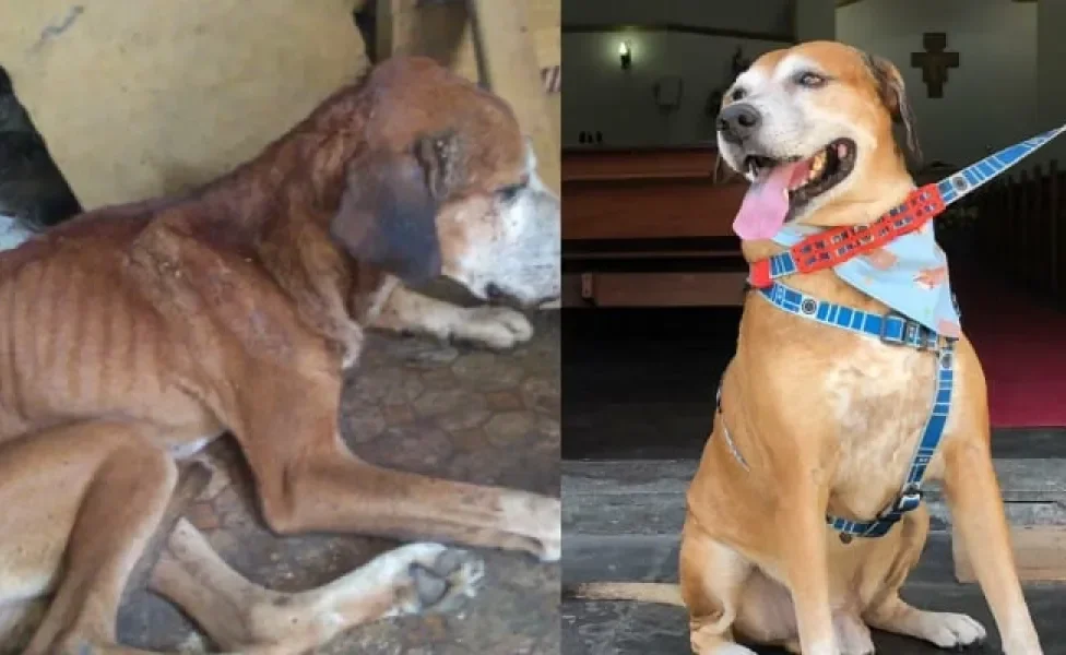 O antes e depois do Pascoal é chocante! Ele estava magro e infestado de carrapatos! Não dá nem pra dizer que é o mesmo cachorro, né? Com amor e cuidado ele se transformou!