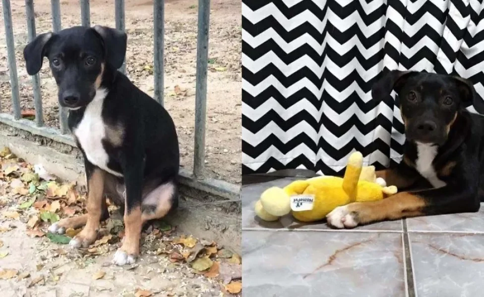 O Bartô foi abandonado ainda filhote. Olha essa carinha, é de partir o coração! A segunda imagem é da sua primeira noite na nova casa.