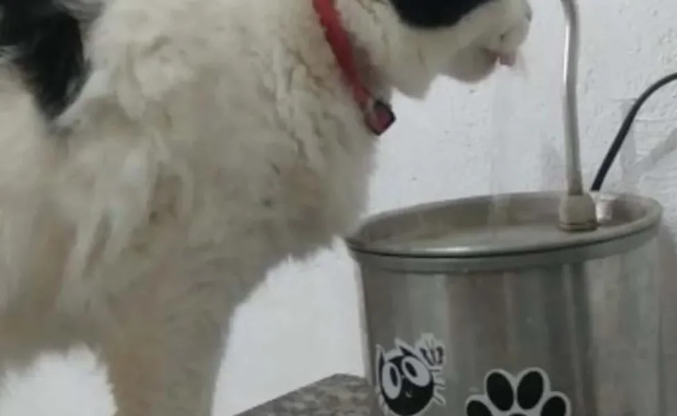 A gata Carinho ama beber água na sua fonte de inox