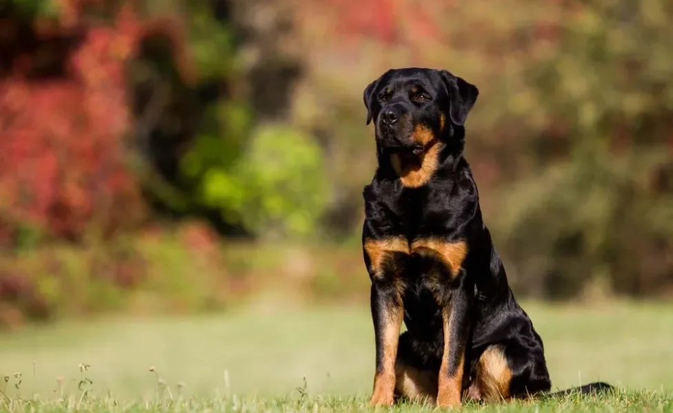 Rottweiler sentado ao ar livre