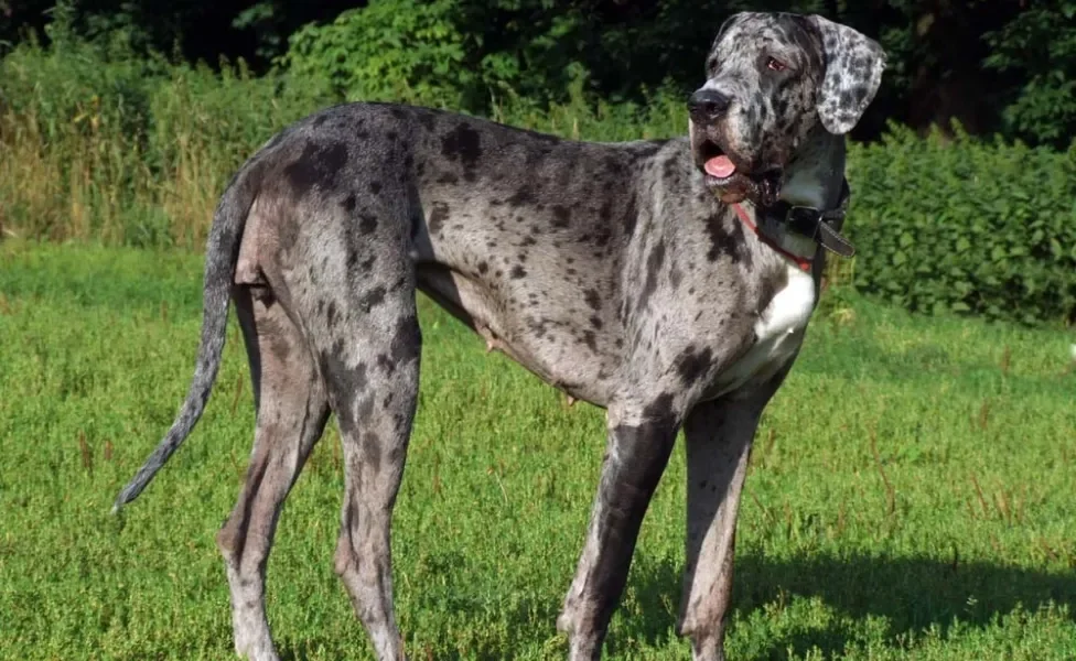 O Dog Alemão merle tem a pelagem acinzentada com manchas pretas