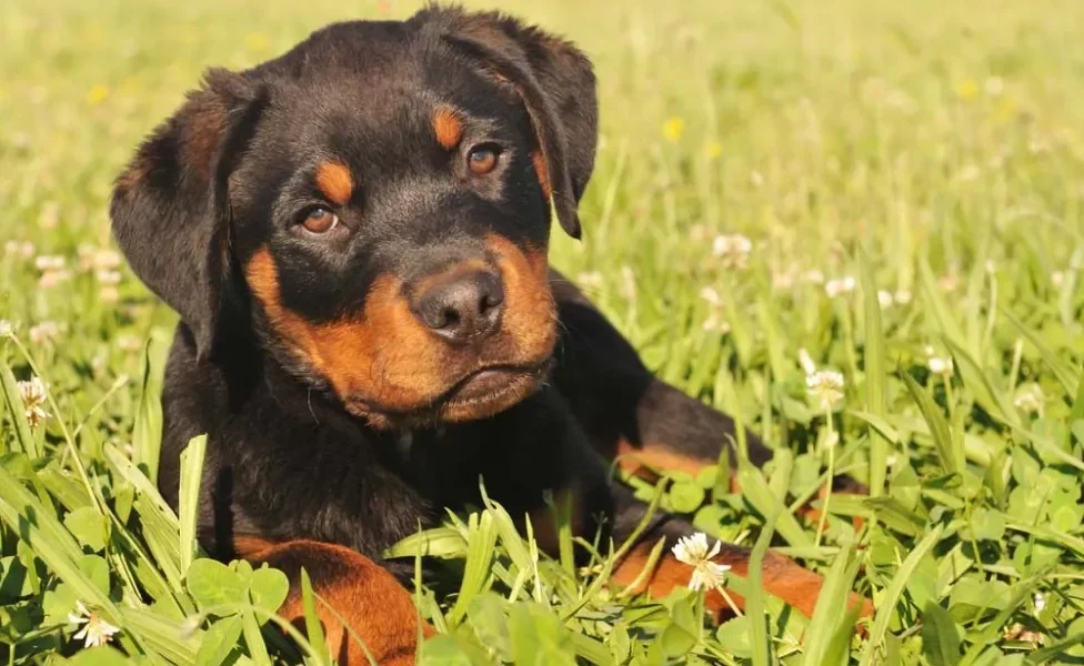 Quando treinado, o Rottweiler atacando ou rosnando para os tutores será uma situação quase impossível