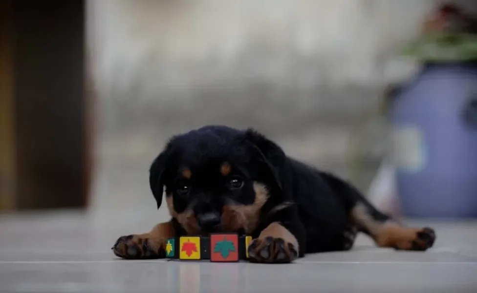 Gato e Rottweiler? Adestramento também pode ajudar na convivência com outros animais