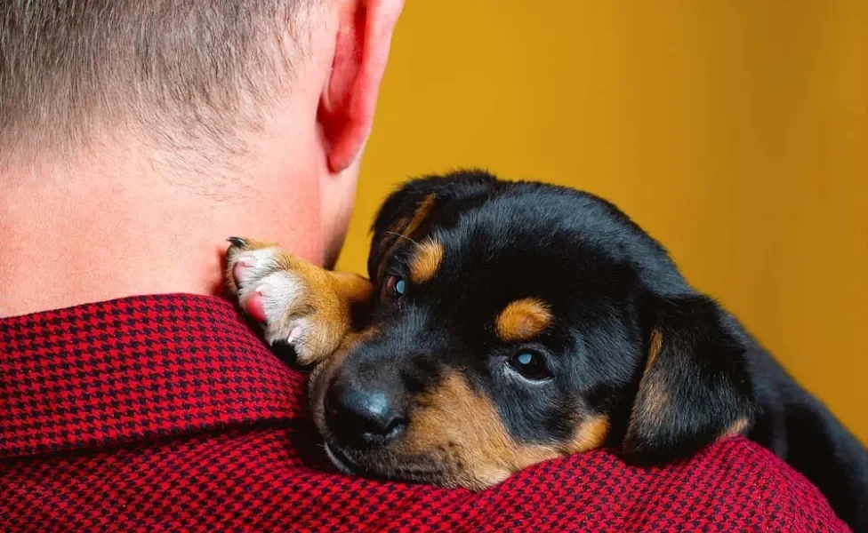 Rottweiler: personalidade corajosa do cachorro é sinônimo de lealdade com seu tutor