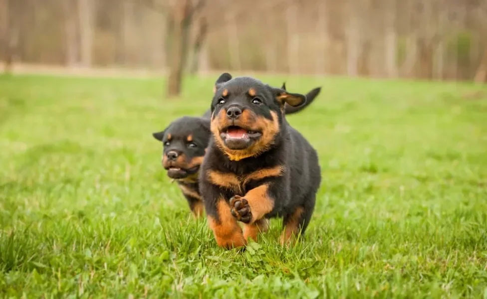 Aprender como adestrar filhote de Rottweiler é muito importante