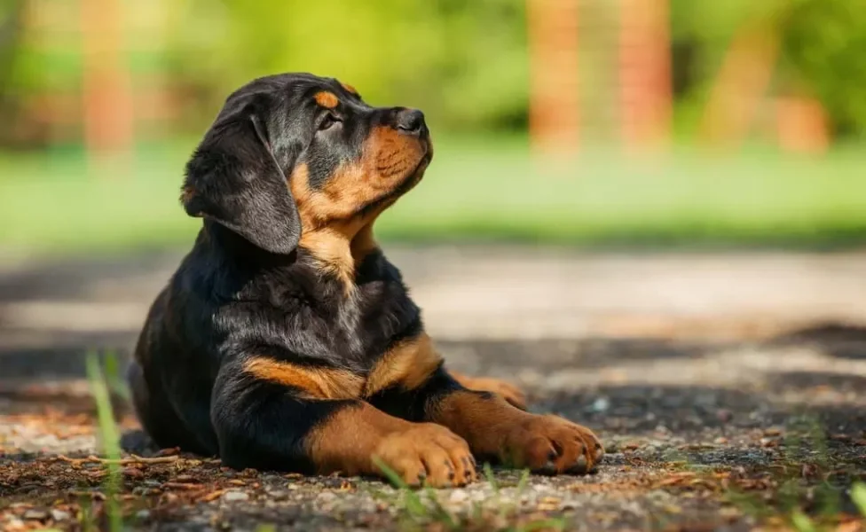 Como adestrar um cachorro Rottweiler filhote? Buscar o auxílio de um profissional faz diferença