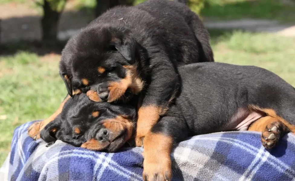 Se você quer saber como amansar cachorro filhote de Rottweiler, os treinamentos com reforço positivo são os mais recomendados