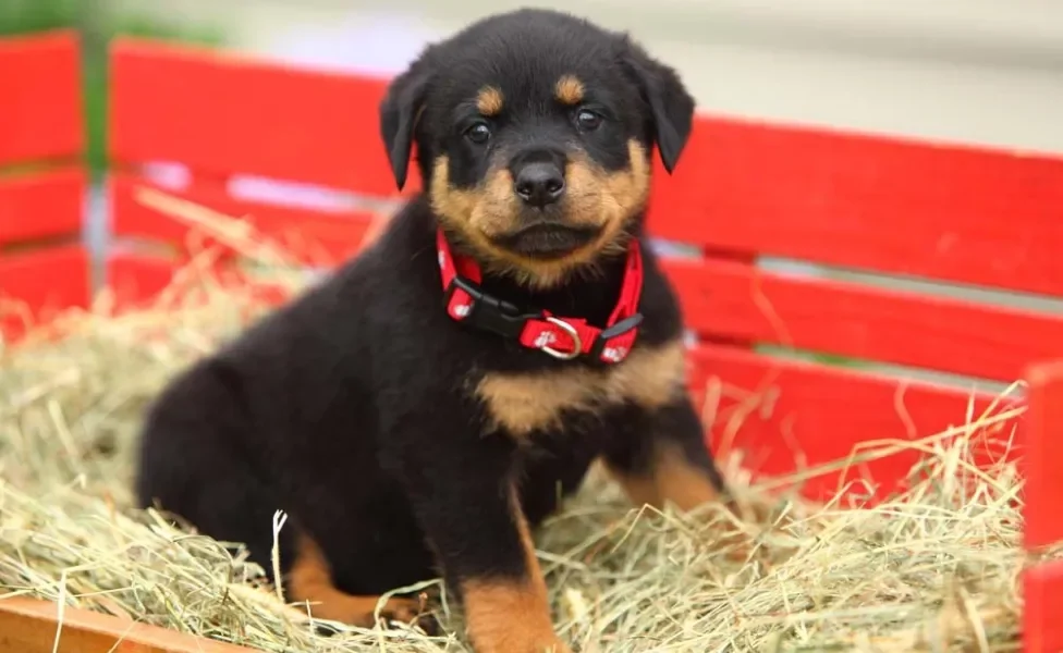 Meu Rottweiler é muito leal