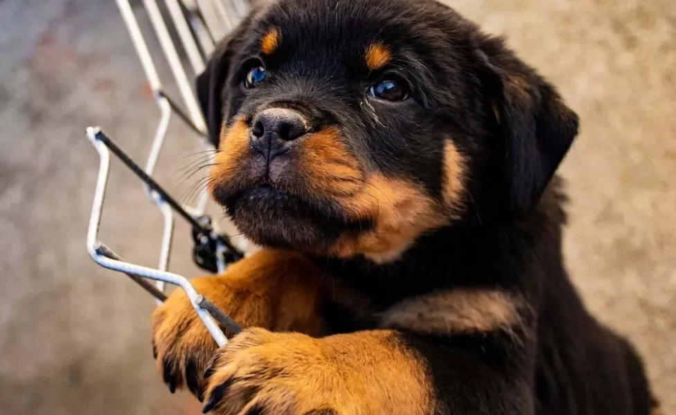 Rottweiler: 6 meses de idade é a época em que o tutor já pode inserir alguns treinamentos rápidos na rotina