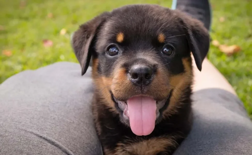 Como adestrar um Rottweiler de 5 meses? Alguns truques podem ser ensinados pelo próprio tutor