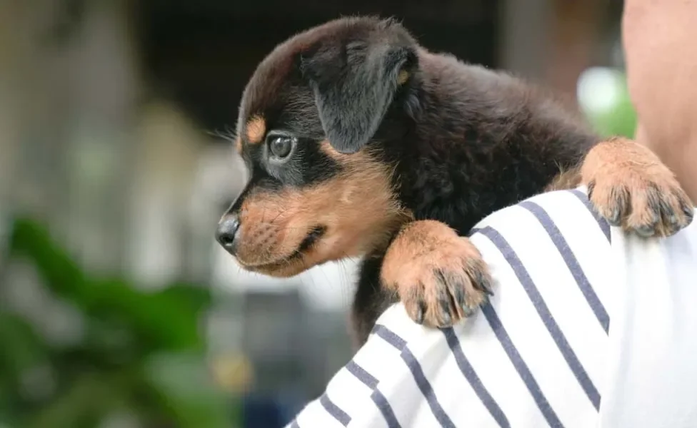 Educar o Rottweiler desde cedo é uma forma de conseguir controlar todos os seus instintos na vida adulta