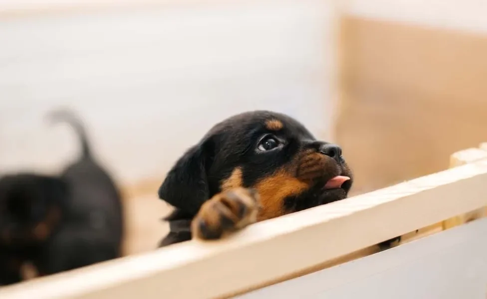 O cachorro Rottweiler manso depende muito da criação recebida nos primeiros meses de vida