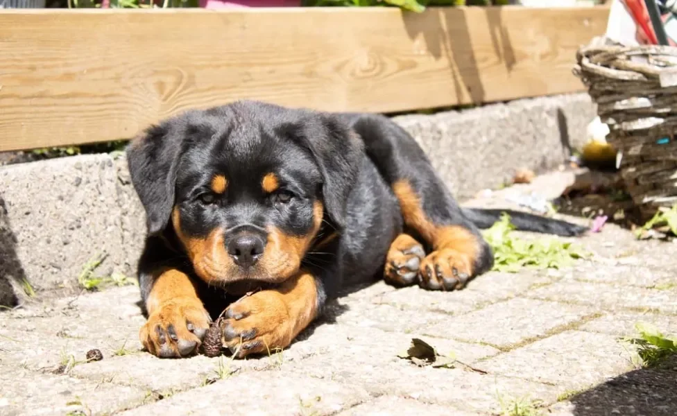 Rottweiler é bravo? Quando não socializado e adestrado, comportamento agressivo pode ocorrer