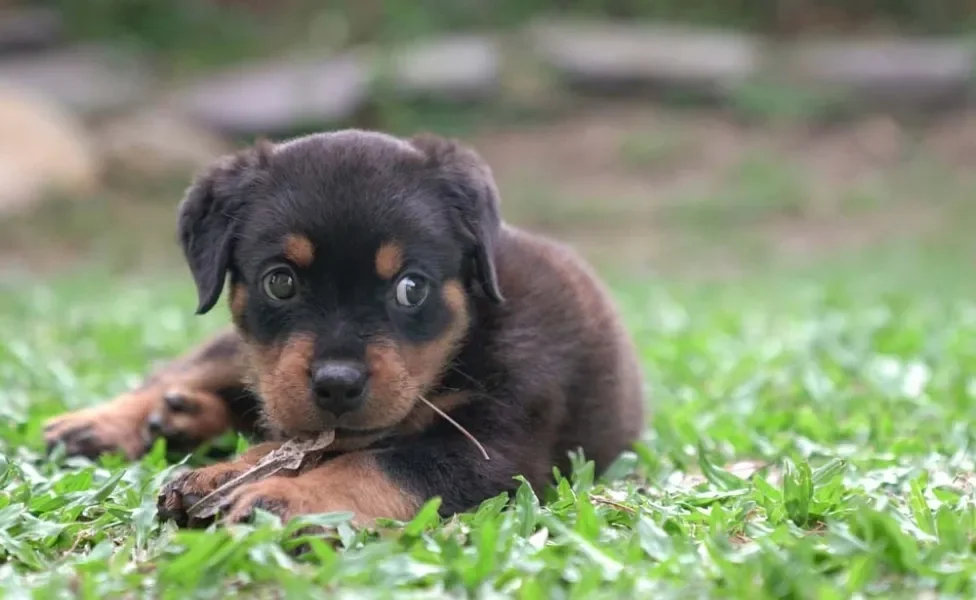 Comandos para Rottweiler não são difíceis de colocar em prática já que a raça está entre as mais inteligentes