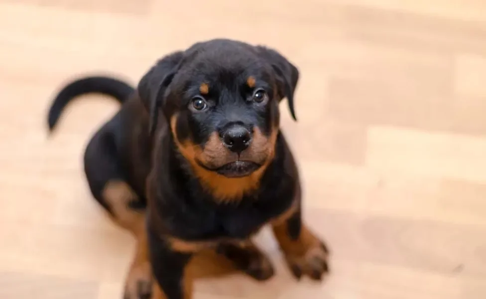 Rottweiler: personalidade do animal é conhecida por sua lealdade