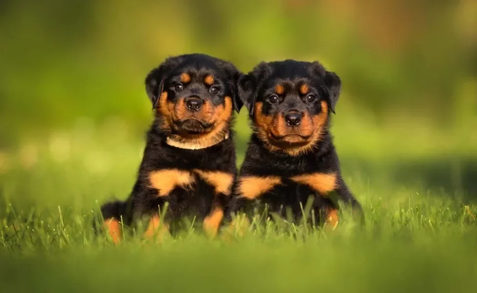 Rottweiler fêmea: temperamento com outra cadela pode ficar complicado durante o cio