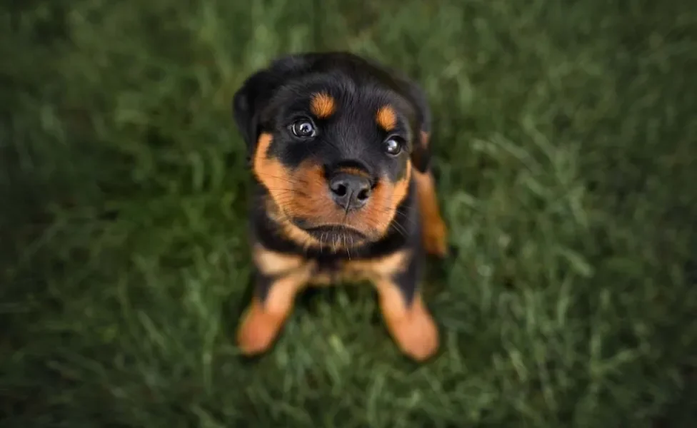 Entender como treinar Rottweiler para guarda também é muito importante quando se busca a proteção do lar