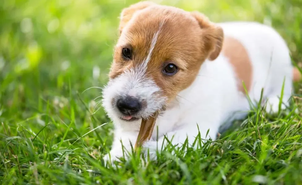 O filhote de Jack Russell Terrier não vai dispensar uma boa brincadeira