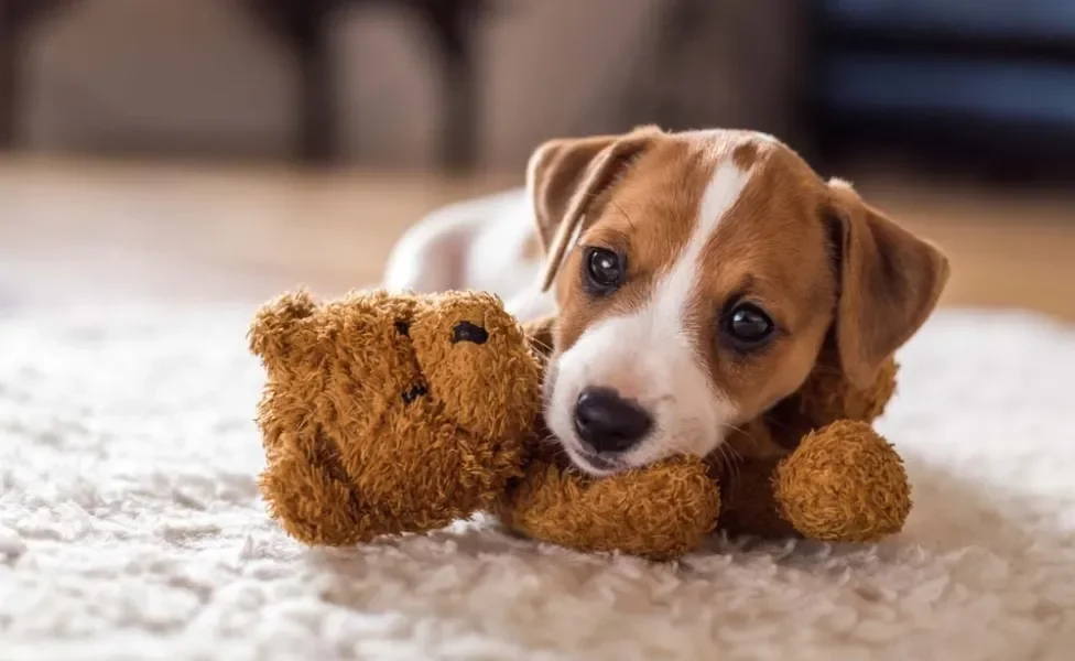 O pai ou mãe de um Jack Russell Terrier precisa de disposição pra aguentar toda essa energia