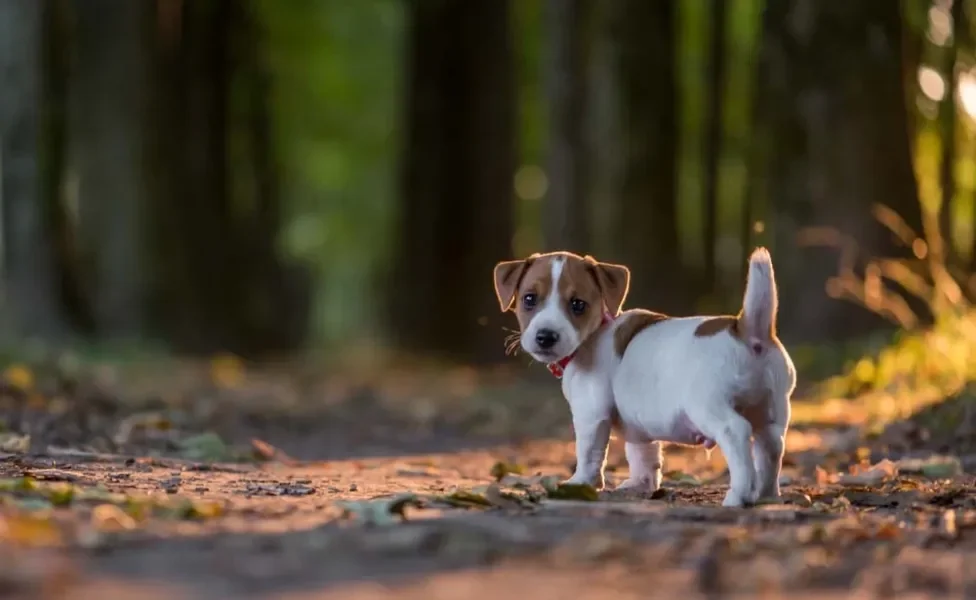 Tutor do cachorro Jack precisa de disposição para atividades