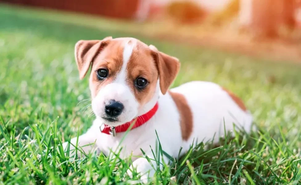 Cachorro Jack Russell: impossível não se apaixonar pela raça