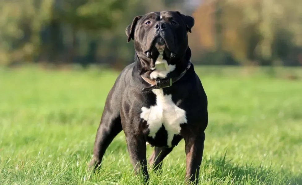 American Bully preto ao ar livre