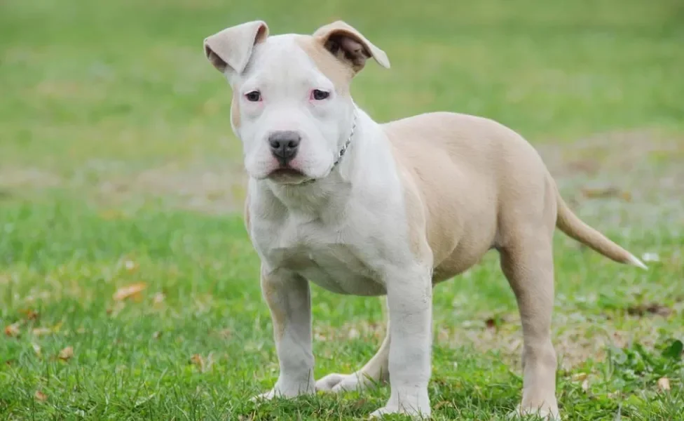 American Bully filhote ao ar livre