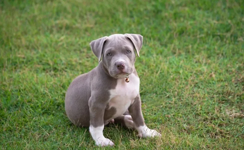 American Bully filhote sentado em gramado