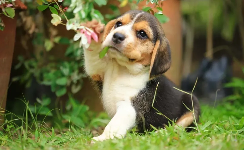 Beagle filhote com patinha levantada