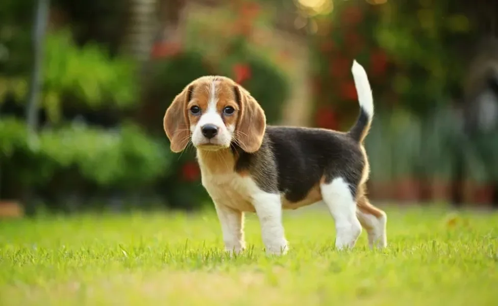 Beagle filhote andando no gramado