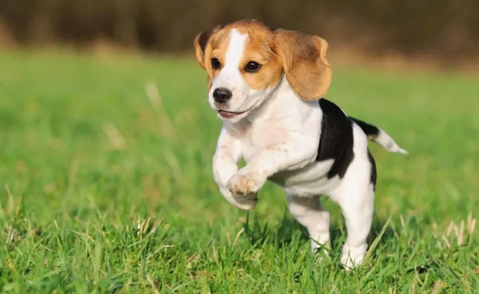 Beagle filhote correndo ao ar livre