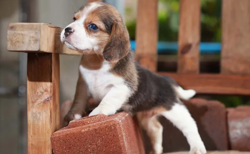 Beagle filhote em cima de banquinho