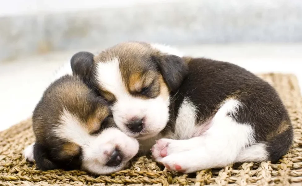 Dois filhotes de Beagle dormindo juntos