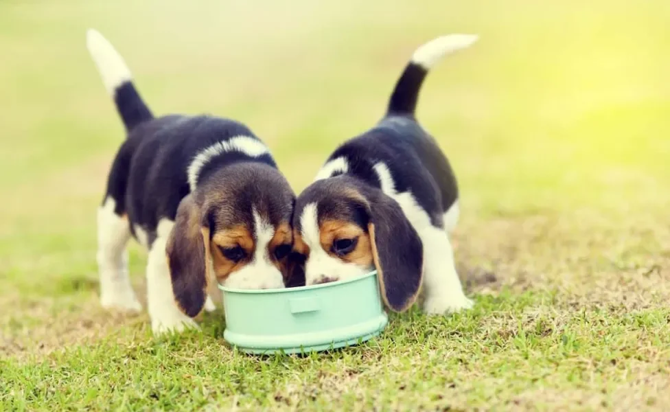 Dois filhotes de Beagle se alimentando