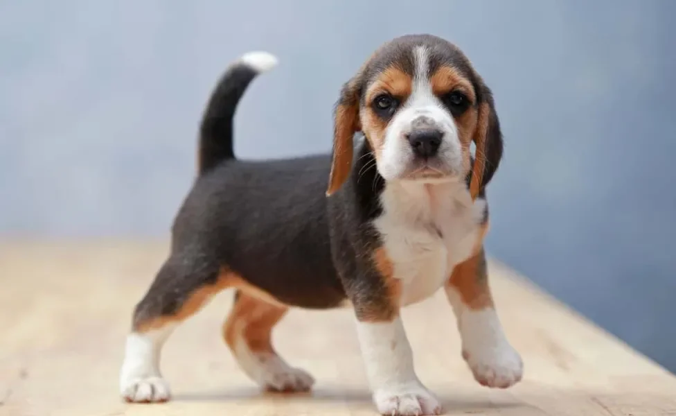 Beagle filhote em pé olhando para frente