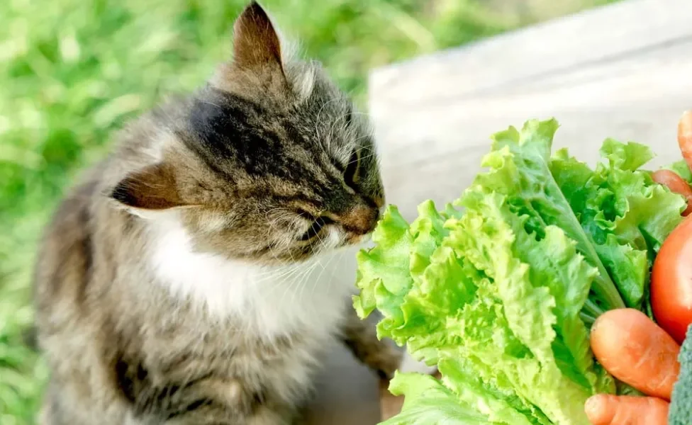 Os alimentos que gato pode comer precisam ser frescos e bem limpos. Afinal, seu felino merece o melhor, não é mesmo?!