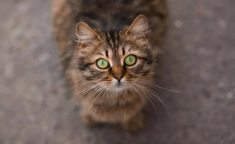 A pupila de gato se retrai em ambientes com muita luminosidade