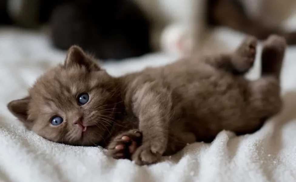 Gato de Pelo Curto Inglês: filhote de cor marrom e olhos claros é uma possibilidade