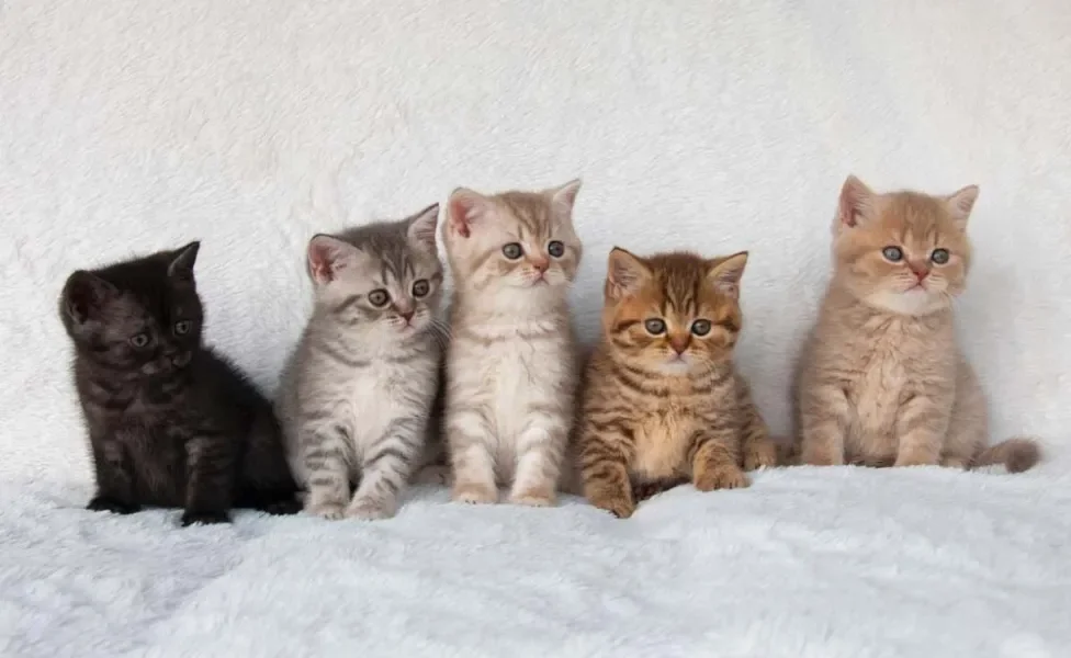 Gato de Pelo Curto Inglês: filhotes de diferentes cores são possíveis na raça